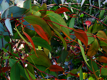 the red and green leaves of a gum tree