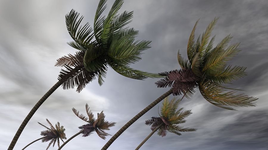 palm trees in a hurricane